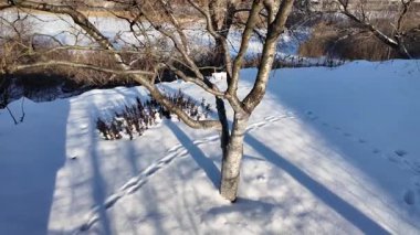 Kışın güneş ışığında çıplak huş ağacı. Karla kaplı zemin, parlak mavi gökyüzü, altın gibi sıcak bir ışık ve uzun gölgeler huzurlu, huzurlu bir manzara yaratır..