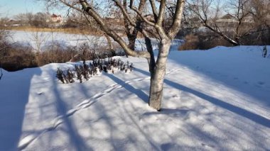 Kışın güneş ışığında çıplak huş ağacı. Karla kaplı zemin, parlak mavi gökyüzü, altın gibi sıcak bir ışık ve uzun gölgeler huzurlu, huzurlu bir manzara yaratır..