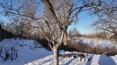 Kışın güneş ışığında çıplak huş ağacı. Karla kaplı zemin, parlak mavi gökyüzü, altın gibi sıcak bir ışık ve uzun gölgeler huzurlu, huzurlu bir manzara yaratır..