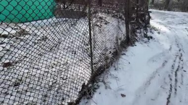 Karlı bir kış bahçesinde paslı zincirli çitler, direğe bağlı genç bir ağaç fidanı, arka planda yeşil bir kulübe. Karla kaplı zemin, kuru çimenler, böğürtlenler, soğuk kırsal bölge atmosferi.