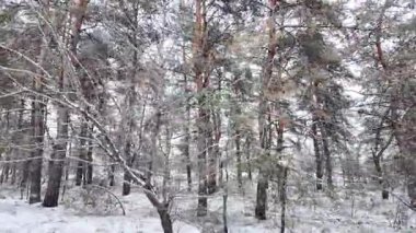 Kışın karla kaplı çam ormanı, uzun ağaçlar, buzlu dallar ve sakin ormanlık atmosfer, soğuk havayı, sükuneti ve el değmemiş doğa manzarasını gösteren doğal mevsimlik manzara..