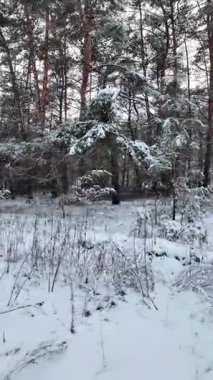 Kışın karla kaplı çam ormanı, uzun ağaçlar, buzlu dallar ve sakin ormanlık atmosfer, soğuk havayı, sükuneti ve el değmemiş doğa manzarasını gösteren doğal mevsimlik manzara..