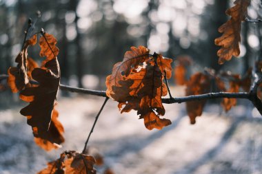 Kışın metal bir çite takılmış kurumuş yapraklar. Altın güneş ışığı, karlı zemin ve soğuk mavi gölgelere karşı kahverengi buruşuk yaprakları aydınlatır. Serene frizli makro sahne.