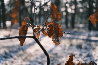 Kışın metal bir çite takılmış kurumuş yapraklar. Altın güneş ışığı, karlı zemin ve soğuk mavi gölgelere karşı kahverengi buruşuk yaprakları aydınlatır. Serene frizli makro sahne.