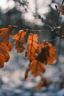 Kışın metal bir çite takılmış kurumuş yapraklar. Altın güneş ışığı, karlı zemin ve soğuk mavi gölgelere karşı kahverengi buruşuk yaprakları aydınlatır. Serene frizli makro sahne.