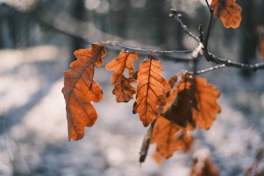 Kışın metal bir çite takılmış kurumuş yapraklar. Altın güneş ışığı, karlı zemin ve soğuk mavi gölgelere karşı kahverengi buruşuk yaprakları aydınlatır. Serene frizli makro sahne.