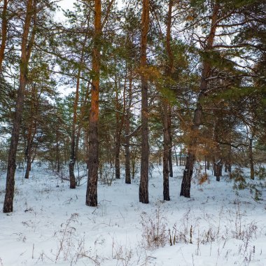 Karda çam ormanı. Uzun İskoç çam ağaçları, çıplak dallar ve soluk gökyüzüne karşı yeşil iğneler. Karla kaplı zemin, tepe örtüsü manzarası ve yer seviyesi manzarası, dingin, soğuk orman atmosferi..