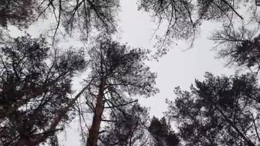 Karda çam ormanı. Uzun İskoç çam ağaçları, çıplak dallar ve soluk gökyüzüne karşı yeşil iğneler. Karla kaplı zemin, tepe örtüsü manzarası ve yer seviyesi manzarası, dingin, soğuk orman atmosferi..