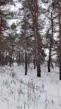 Karda çam ormanı. Uzun İskoç çam ağaçları, çıplak dallar ve soluk gökyüzüne karşı yeşil iğneler. Karla kaplı zemin, tepe örtüsü manzarası ve yer seviyesi manzarası, dingin, soğuk orman atmosferi..