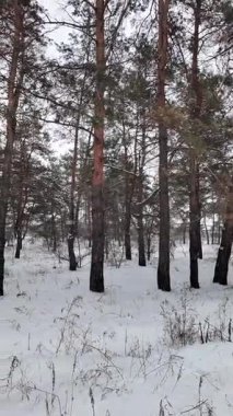 Karda çam ormanı. Uzun İskoç çam ağaçları, çıplak dallar ve soluk gökyüzüne karşı yeşil iğneler. Karla kaplı zemin, tepe örtüsü manzarası ve yer seviyesi manzarası, dingin, soğuk orman atmosferi..