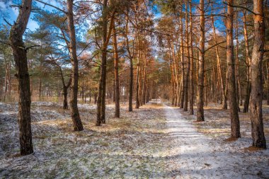 Güneşli bir çam ormanının sakin kış manzarası. Yerde hafif bir kar tozu var. Parlak mavi gökyüzünün altında, huzurlu bir sabah atmosferini yakalayan manzaralı orman yolu..