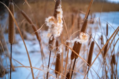 Uzun kuru sazlıklar ve hafif tozlu kar bulutları ile sakin kış manzarası, soluk bulutlu bir gökyüzü karşısında duran çıplak ağaçlar ve arka planda donmuş su. Sakin doğal sulak arazi manzarası.