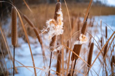 Uzun kuru sazlıklar ve hafif tozlu kar bulutları ile sakin kış manzarası, soluk bulutlu bir gökyüzü karşısında duran çıplak ağaçlar ve arka planda donmuş su. Sakin doğal sulak arazi manzarası.