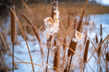 Uzun kuru sazlıklar ve hafif tozlu kar bulutları ile sakin kış manzarası, soluk bulutlu bir gökyüzü karşısında duran çıplak ağaçlar ve arka planda donmuş su. Sakin doğal sulak arazi manzarası.