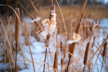 Uzun kuru sazlıklar ve hafif tozlu kar bulutları ile sakin kış manzarası, soluk bulutlu bir gökyüzü karşısında duran çıplak ağaçlar ve arka planda donmuş su. Sakin doğal sulak arazi manzarası.