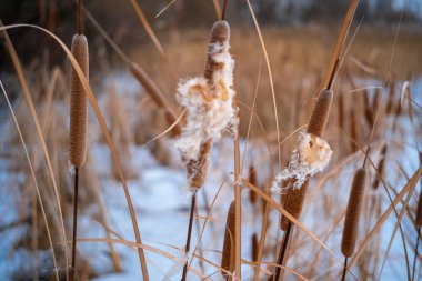 Uzun kuru sazlıklar ve hafif tozlu kar bulutları ile sakin kış manzarası, soluk bulutlu bir gökyüzü karşısında duran çıplak ağaçlar ve arka planda donmuş su. Sakin doğal sulak arazi manzarası.