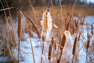 Uzun kuru sazlıklar ve hafif tozlu kar bulutları ile sakin kış manzarası, soluk bulutlu bir gökyüzü karşısında duran çıplak ağaçlar ve arka planda donmuş su. Sakin doğal sulak arazi manzarası.