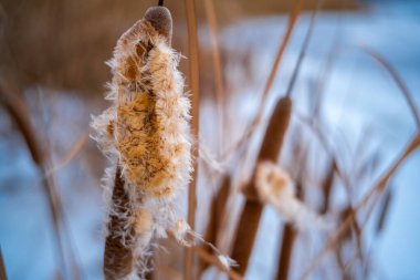 Uzun kuru sazlıklar ve hafif tozlu kar bulutları ile sakin kış manzarası, soluk bulutlu bir gökyüzü karşısında duran çıplak ağaçlar ve arka planda donmuş su. Sakin doğal sulak arazi manzarası.