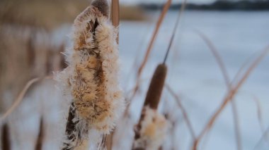 Uzun kuru sazlıklar ve hafif tozlu kar bulutları ile sakin kış manzarası, soluk bulutlu bir gökyüzü karşısında duran çıplak ağaçlar ve arka planda donmuş su. Sakin doğal sulak arazi manzarası.