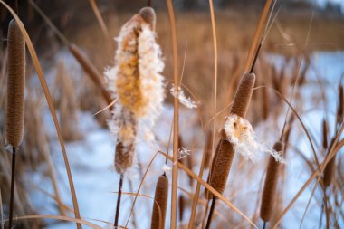 Uzun kuru sazlıklar ve hafif tozlu kar bulutları ile sakin kış manzarası, soluk bulutlu bir gökyüzü karşısında duran çıplak ağaçlar ve arka planda donmuş su. Sakin doğal sulak arazi manzarası.