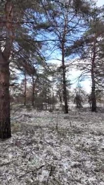 Güneşli bir çam ormanının sakin kış manzarası. Yerde hafif bir kar tozu var. Parlak mavi gökyüzünün altında, huzurlu bir sabah atmosferini yakalayan manzaralı orman yolu..