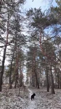 Güneşli bir çam ormanının sakin kış manzarası. Yerde hafif bir kar tozu var. Parlak mavi gökyüzünün altında, huzurlu bir sabah atmosferini yakalayan manzaralı orman yolu..