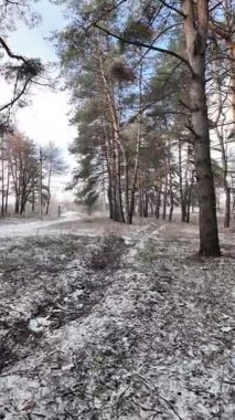 Güneşli bir çam ormanının sakin kış manzarası. Yerde hafif bir kar tozu var. Parlak mavi gökyüzünün altında, huzurlu bir sabah atmosferini yakalayan manzaralı orman yolu..