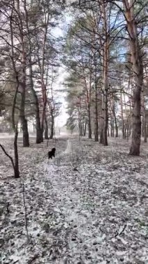 Güneşli bir çam ormanının sakin kış manzarası. Yerde hafif bir kar tozu var. Parlak mavi gökyüzünün altında, huzurlu bir sabah atmosferini yakalayan manzaralı orman yolu..