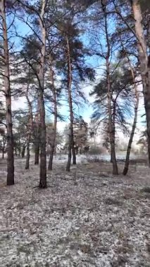 Güneşli bir çam ormanının sakin kış manzarası. Yerde hafif bir kar tozu var. Parlak mavi gökyüzünün altında, huzurlu bir sabah atmosferini yakalayan manzaralı orman yolu..