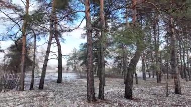 Güneşli bir çam ormanının sakin kış manzarası. Yerde hafif bir kar tozu var. Parlak mavi gökyüzünün altında, huzurlu bir sabah atmosferini yakalayan manzaralı orman yolu..