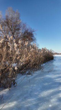 Uzun kuru sazlıklar ve hafif tozlu kar bulutları ile sakin kış manzarası, soluk bulutlu bir gökyüzü karşısında duran çıplak ağaçlar ve arka planda donmuş su. Sakin doğal sulak arazi manzarası.