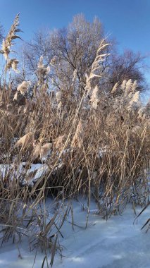 Uzun kuru sazlıklar ve hafif tozlu kar bulutları ile sakin kış manzarası, soluk bulutlu bir gökyüzü karşısında duran çıplak ağaçlar ve arka planda donmuş su. Sakin doğal sulak arazi manzarası.
