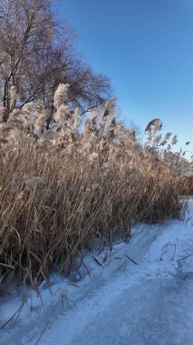Uzun kuru sazlıklar ve hafif tozlu kar bulutları ile sakin kış manzarası, soluk bulutlu bir gökyüzü karşısında duran çıplak ağaçlar ve arka planda donmuş su. Sakin doğal sulak arazi manzarası.