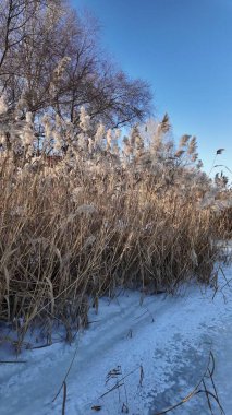 Uzun kuru sazlıklar ve hafif tozlu kar bulutları ile sakin kış manzarası, soluk bulutlu bir gökyüzü karşısında duran çıplak ağaçlar ve arka planda donmuş su. Sakin doğal sulak arazi manzarası.