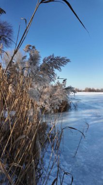 Uzun kuru sazlıklar ve hafif tozlu kar bulutları ile sakin kış manzarası, soluk bulutlu bir gökyüzü karşısında duran çıplak ağaçlar ve arka planda donmuş su. Sakin doğal sulak arazi manzarası.