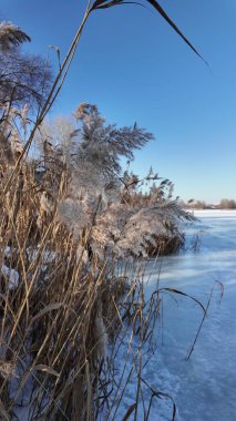 Uzun kuru sazlıklar ve hafif tozlu kar bulutları ile sakin kış manzarası, soluk bulutlu bir gökyüzü karşısında duran çıplak ağaçlar ve arka planda donmuş su. Sakin doğal sulak arazi manzarası.