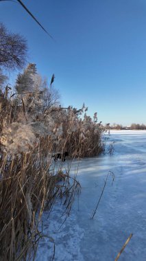 Uzun kuru sazlıklar ve hafif tozlu kar bulutları ile sakin kış manzarası, soluk bulutlu bir gökyüzü karşısında duran çıplak ağaçlar ve arka planda donmuş su. Sakin doğal sulak arazi manzarası.