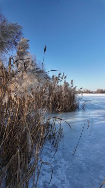 Uzun kuru sazlıklar ve hafif tozlu kar bulutları ile sakin kış manzarası, soluk bulutlu bir gökyüzü karşısında duran çıplak ağaçlar ve arka planda donmuş su. Sakin doğal sulak arazi manzarası.