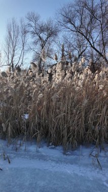 Uzun kuru sazlıklar ve hafif tozlu kar bulutları ile sakin kış manzarası, soluk bulutlu bir gökyüzü karşısında duran çıplak ağaçlar ve arka planda donmuş su. Sakin doğal sulak arazi manzarası.