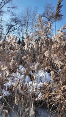 Uzun kuru sazlıklar ve hafif tozlu kar bulutları ile sakin kış manzarası, soluk bulutlu bir gökyüzü karşısında duran çıplak ağaçlar ve arka planda donmuş su. Sakin doğal sulak arazi manzarası.