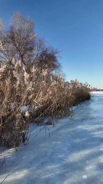 Uzun kuru sazlıklar ve hafif tozlu kar bulutları ile sakin kış manzarası, soluk bulutlu bir gökyüzü karşısında duran çıplak ağaçlar ve arka planda donmuş su. Sakin doğal sulak arazi manzarası.