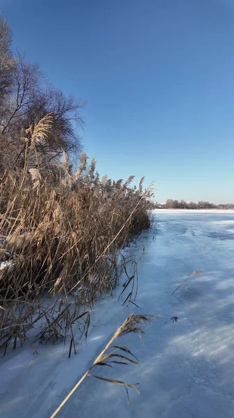 Uzun kuru sazlıklar ve hafif tozlu kar bulutları ile sakin kış manzarası, soluk bulutlu bir gökyüzü karşısında duran çıplak ağaçlar ve arka planda donmuş su. Sakin doğal sulak arazi manzarası.