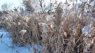 Uzun kuru sazlıklar ve hafif tozlu kar bulutları ile sakin kış manzarası, soluk bulutlu bir gökyüzü karşısında duran çıplak ağaçlar ve arka planda donmuş su. Sakin doğal sulak arazi manzarası.