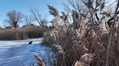 Uzun kuru sazlıklar ve hafif tozlu kar bulutları ile sakin kış manzarası, soluk bulutlu bir gökyüzü karşısında duran çıplak ağaçlar ve arka planda donmuş su. Sakin doğal sulak arazi manzarası.