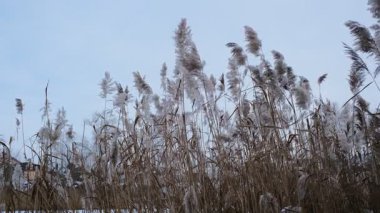 Uzun kuru sazlıklar ve hafif tozlu kar bulutları ile sakin kış manzarası, soluk bulutlu bir gökyüzü karşısında duran çıplak ağaçlar ve arka planda donmuş su. Sakin doğal sulak arazi manzarası.