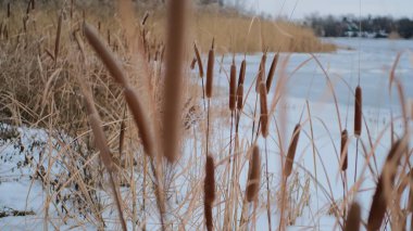 Uzun kuru sazlıklar ve hafif tozlu kar bulutları ile sakin kış manzarası, soluk bulutlu bir gökyüzü karşısında duran çıplak ağaçlar ve arka planda donmuş su. Sakin doğal sulak arazi manzarası.