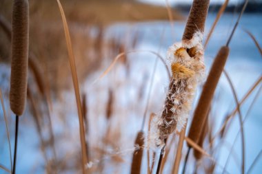 Uzun kuru sazlıklar ve hafif tozlu kar bulutları ile sakin kış manzarası, soluk bulutlu bir gökyüzü karşısında duran çıplak ağaçlar ve arka planda donmuş su. Sakin doğal sulak arazi manzarası.
