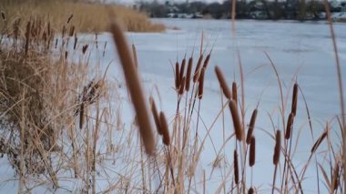 Uzun kuru sazlıklar ve hafif tozlu kar bulutları ile sakin kış manzarası, soluk bulutlu bir gökyüzü karşısında duran çıplak ağaçlar ve arka planda donmuş su. Sakin doğal sulak arazi manzarası.