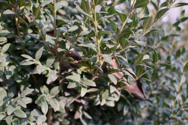 Yoğun koyu yeşil yaprakları, taze filizleri, ince tomurcukları ve yumuşak doğal güneş ışığıyla dokulu yaprakları olan bereketli boxwood (Buxus) çalılarının yakın çekim makrosu. Evergreen bahçe bitkileri detayı.