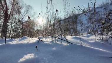 Kurumuş kurak bitki ve tohum başlarının sakin kış çekimleri el değmemiş, pırıl pırıl kardan fırlamış, uzun gölgeler ve bulanık arka planda çıplak ağaçlarla sıcak, alçak güneş ışığıyla yıkanmış. Sakin ol.